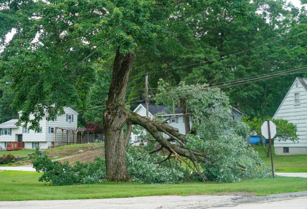 Professional Tree Removal in Hawarden, IA